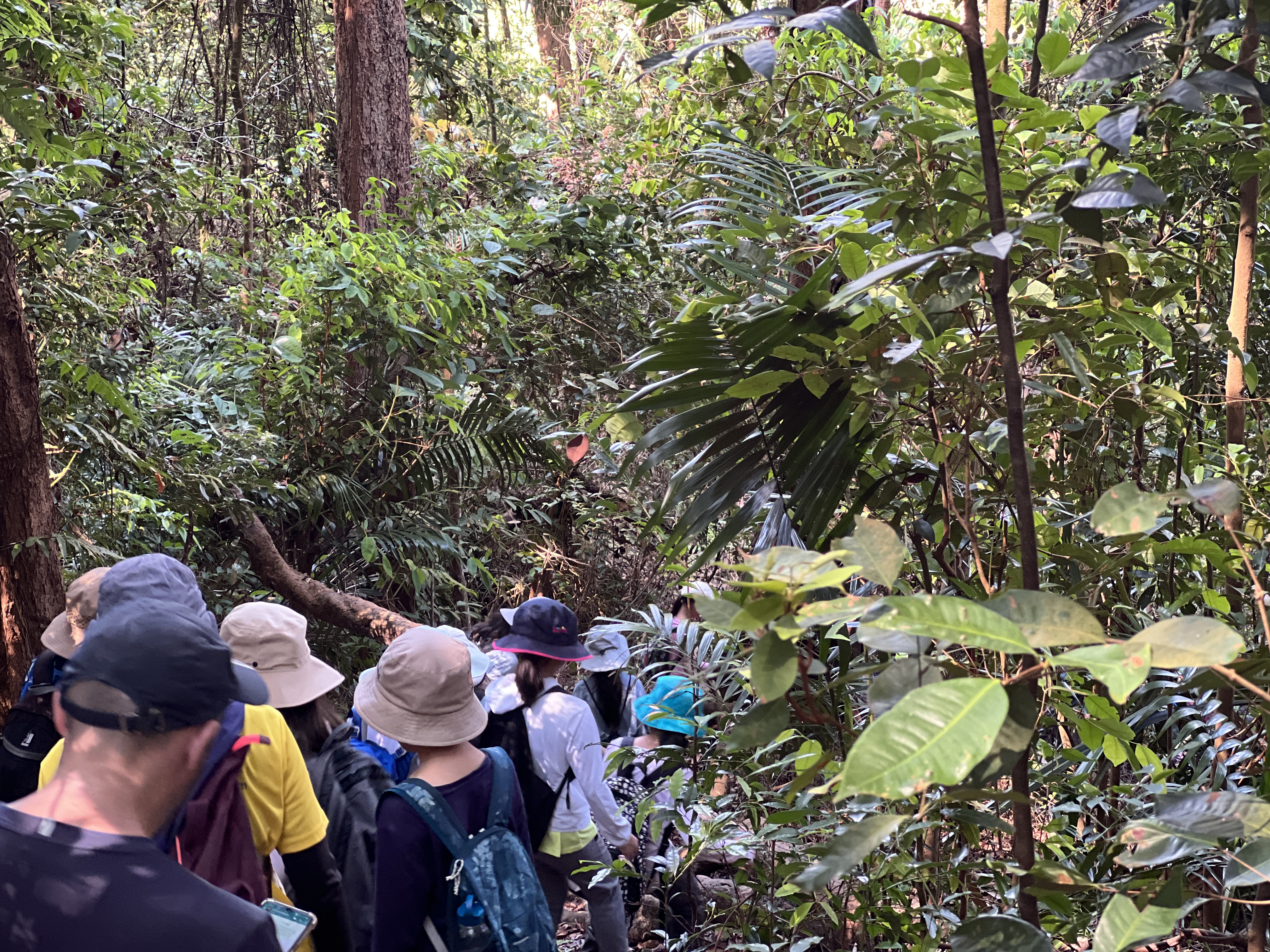 Jungle trekking in Belum rainforest
